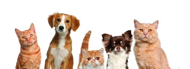 What Are the Key Elements of Proper Pet Care?